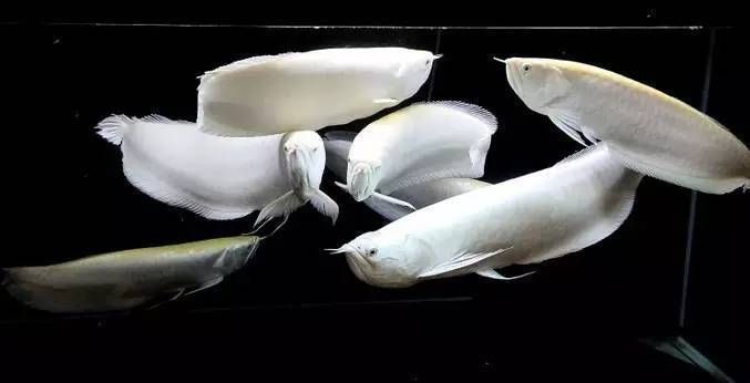 紅龍魚繁殖與中華文化聯系：紅龍魚養殖技巧與文化傳承