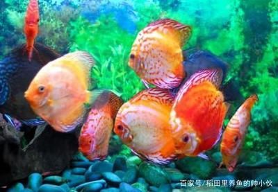 龍魚有天敵嗎？：探討龍魚是否有天敵之前需要明確什么是龍魚的天敵 龍魚有天敵嗎？：探討龍魚是否有天敵之前需要明確什么是龍魚的天敵 龍魚百科 第2張