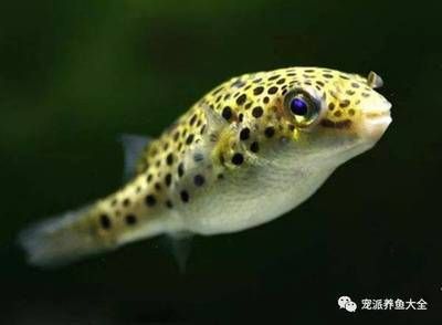 龍魚有天敵嗎？：探討龍魚是否有天敵之前需要明確什么是龍魚的天敵 龍魚有天敵嗎？：探討龍魚是否有天敵之前需要明確什么是龍魚的天敵 龍魚百科 第1張