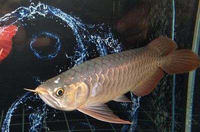 龍魚缸需要一直打氧嗎視頻：夏季龍魚缸打氧的最佳時間段，如何判斷龍魚是否缺氧