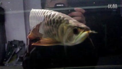 龍魚吞了魟魚刺怎么辦：龍魚吞下魟魚刺后幾個小時內仍然表現出正常活動和食欲