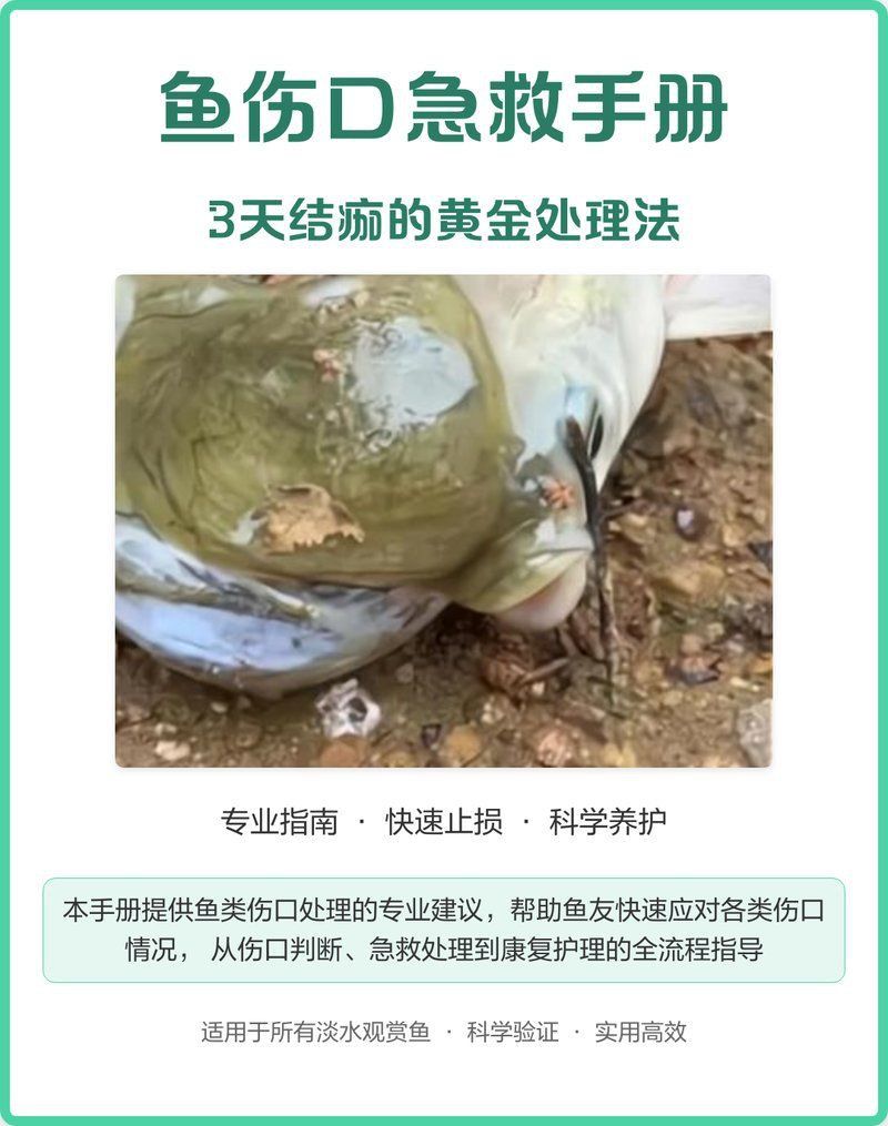 龍魚鰓蓋撞傷后應該如何緊急處理？