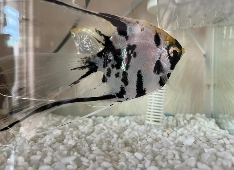 龍魚鰓蓋撞傷后應該如何緊急處理？
