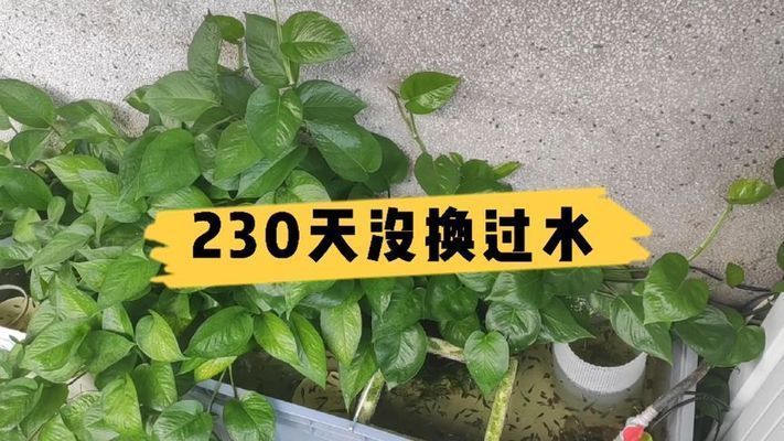 魚缸不用經(jīng)常換水辦法視頻（過濾設(shè)備選擇指南魚缸水質(zhì)檢測技巧）