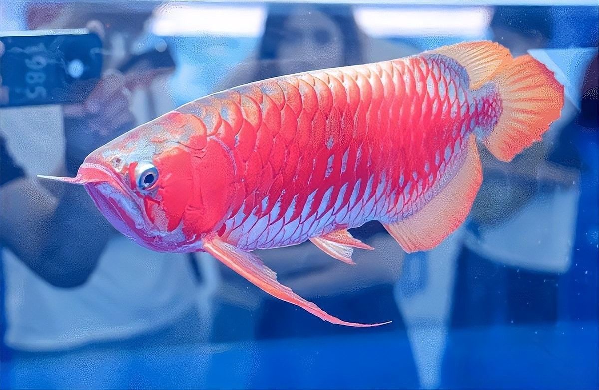 黑龍魚價格多少錢一只