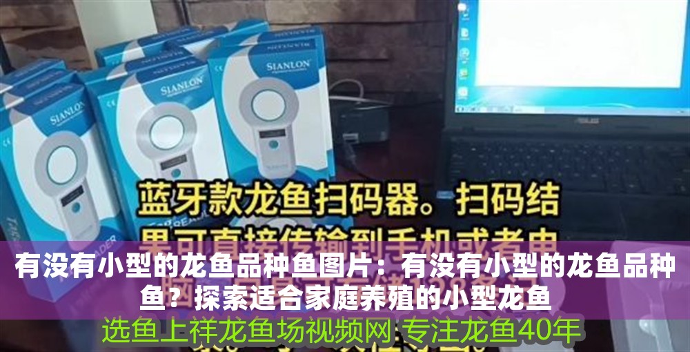 有沒(méi)有小型的龍魚(yú)品種魚(yú)圖片：有沒(méi)有小型的龍魚(yú)品種魚(yú)？探索適合家庭養(yǎng)殖的小型龍魚(yú) 有沒(méi)有小型的龍魚(yú)品種魚(yú)圖片：有沒(méi)有小型的龍魚(yú)品種魚(yú)？探索適合家庭養(yǎng)殖的小型龍魚(yú) 龍魚(yú)百科 第1張
