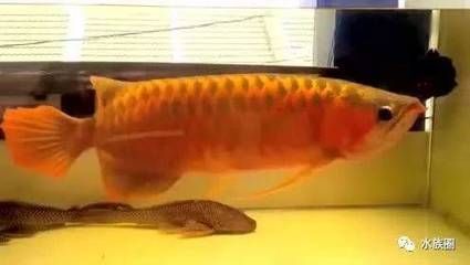 怎么能養好銀龍魚：如何控制龍魚的體型