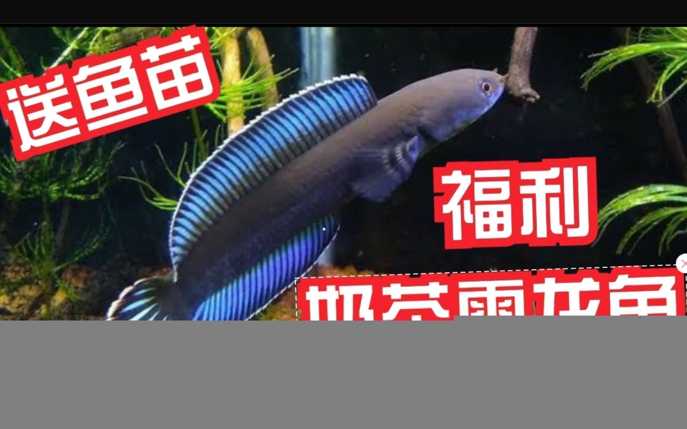 奶茶雷龍魚和什么魚混養(yǎng)最好：奶茶雷龍魚混養(yǎng)的最佳魚種 奶茶雷龍魚和什么魚混養(yǎng)最好：奶茶雷龍魚混養(yǎng)的最佳魚種 龍魚百科 第3張