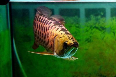 龍魚換完水后趴缸怎么回事：金龍魚趴缸的原因及應對方法
