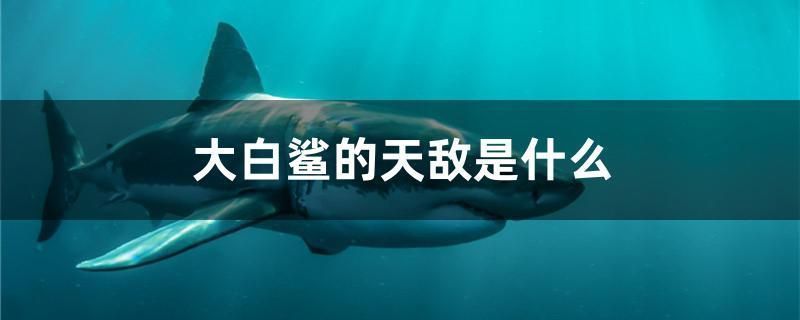 杰西卡恐龍魚幼魚適宜飼料：如何自制杰西卡恐龍魚幼魚飼料 杰西卡恐龍魚幼魚適宜飼料：如何自制杰西卡恐龍魚幼魚飼料 龍魚百科 第4張