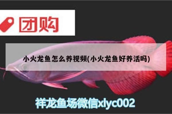 杰西卡恐龍魚幼魚適宜飼料：如何自制杰西卡恐龍魚幼魚飼料 杰西卡恐龍魚幼魚適宜飼料：如何自制杰西卡恐龍魚幼魚飼料 龍魚百科 第5張
