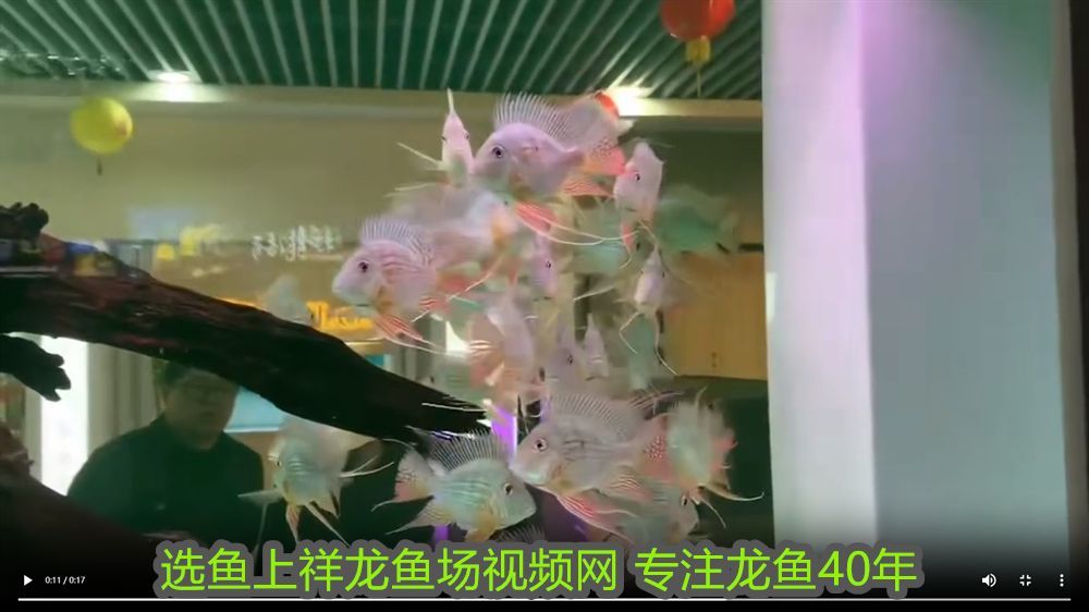 龍魚張嘴吐舌頭怎么回事：龍魚張嘴吐舌頭的奧秘，行為解析與健康警示