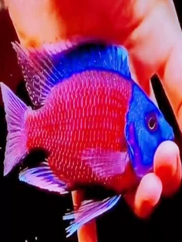 藍(lán)財(cái)神魚(yú)圖片大全