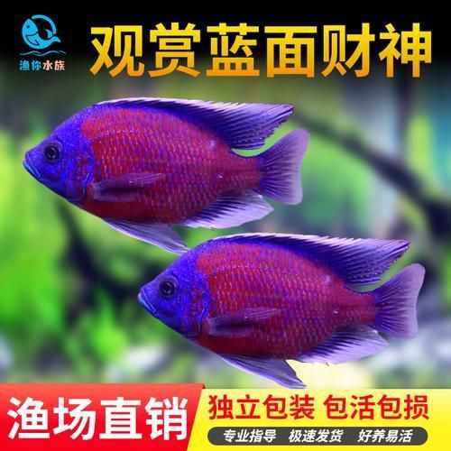 藍(lán)財(cái)神魚(yú)圖片大全
