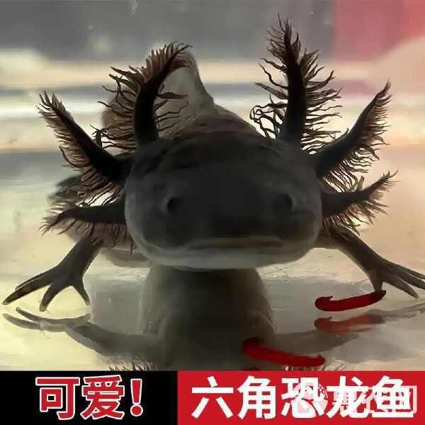 六角龍魚價錢 六角龍魚價錢 龍魚百科 第6張