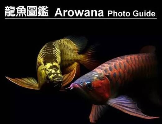 龍魚分為幾個品種？：如何鑒別高品質(zhì)龍魚