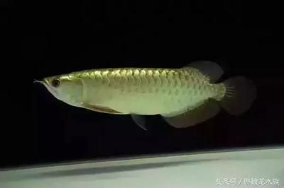 龍魚正常嘴型：龍魚的嘴型是正常的嘴型