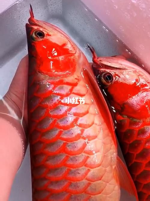武漢紅龍魚價(jià)格及圖片欣賞大全