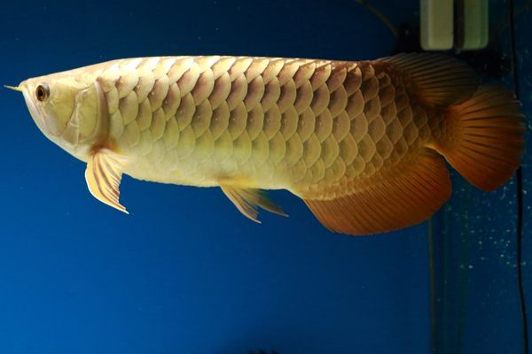 龍魚混養(yǎng)喂食問(wèn)題怎么解決（如何判斷龍魚混養(yǎng)水質(zhì)管理技巧，龍魚混養(yǎng)飼料選擇指南）