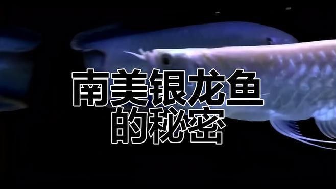 銀龍魚產地是哪個國家的