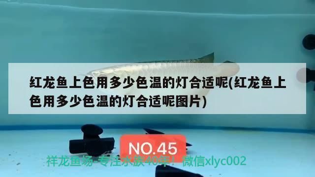 紅龍魚用多少色溫的燈合適：紅龍魚幼年期光照射位置技巧紅龍魚燈光照射位置技巧