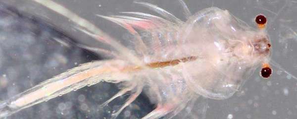 金龍魚吃豐年蝦嗎：金龍魚可以吃豐年蝦嗎 金龍魚吃豐年蝦嗎：金龍魚可以吃豐年蝦嗎 龍魚百科 第3張