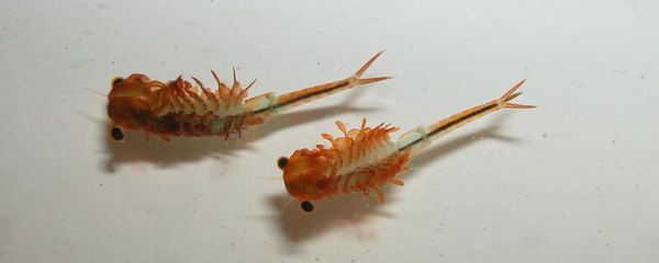 金龍魚吃豐年蝦嗎：金龍魚可以吃豐年蝦嗎 金龍魚吃豐年蝦嗎：金龍魚可以吃豐年蝦嗎 龍魚百科 第1張