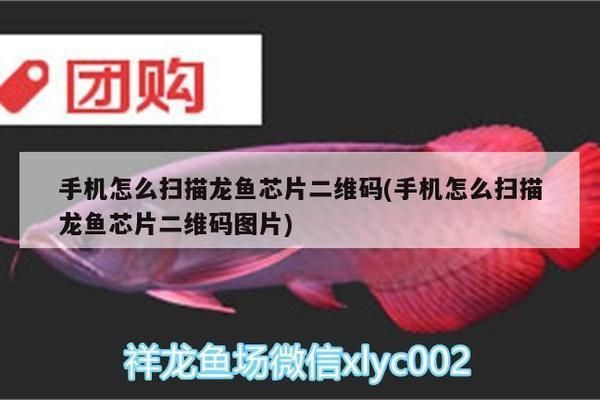 龍魚怎么掃碼（手機nfc掃描龍魚芯片信息解讀指南,手機nfc掃描龍魚芯片教程）