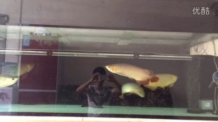 龍魚到家幾天可以喂食：龍魚到家幾天可以喂食，這取決于龍魚的適應能力和個體差異