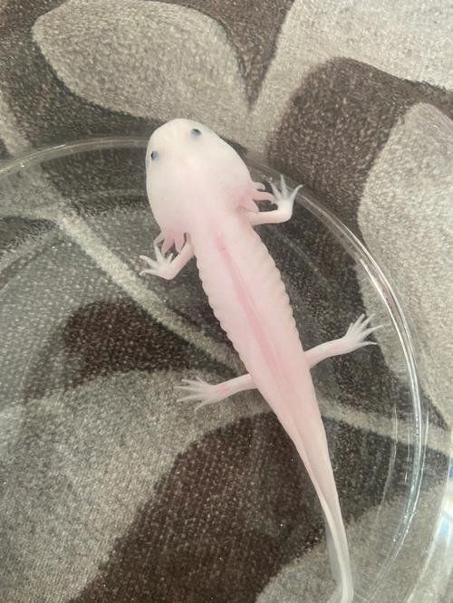 六角龍魚繁殖一次能產多少卵？
