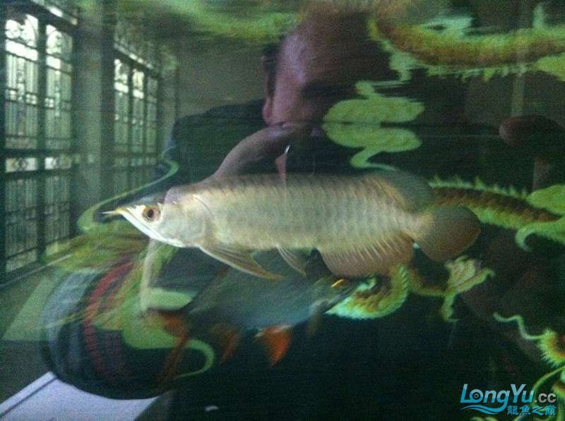 雙龍共養的最佳水質參數