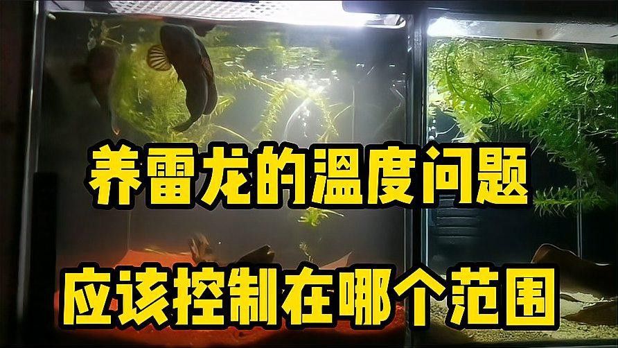 金塵雷龍魚水溫不能過26