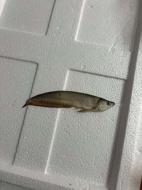 紅尾黃冠可以和龍魚混養(yǎng)嗎圖片欣賞