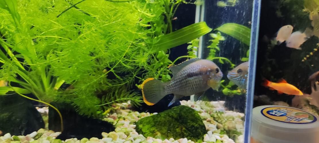 紅尾黃冠可以和龍魚混養嗎圖片欣賞