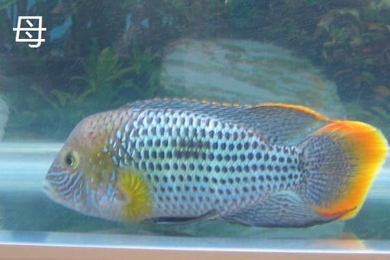 紅尾黃冠可以和龍魚混養嗎圖片欣賞