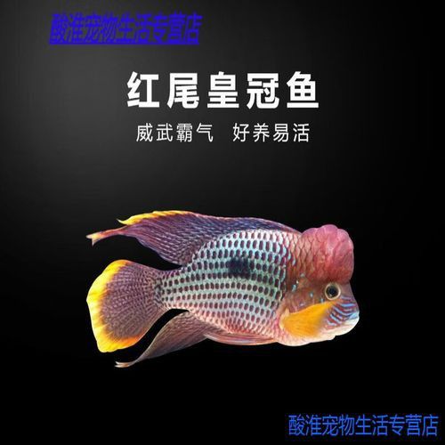 紅尾黃冠可以和龍魚混養(yǎng)嗎圖片欣賞