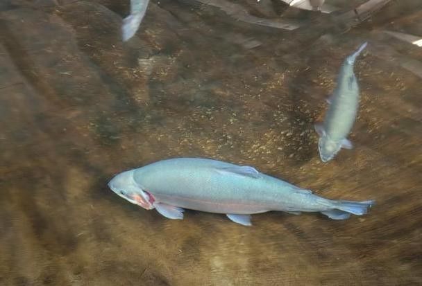雪龍魚哪里產的最好 龍魚百科 第5張 雪龍魚哪里產的最好 雪龍魚哪里產的最好 龍魚百科 第5張