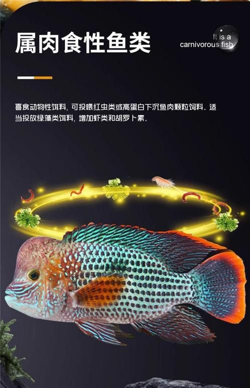 紅尾黃冠可以和龍魚混養嗎圖片欣賞
