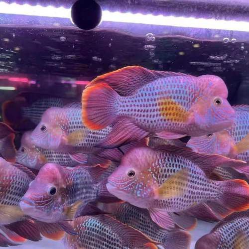 紅尾黃冠可以和龍魚混養嗎圖片欣賞