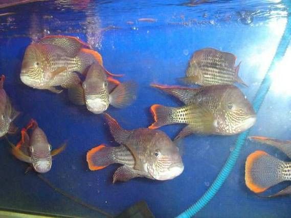 紅尾黃冠可以和龍魚混養嗎圖片欣賞