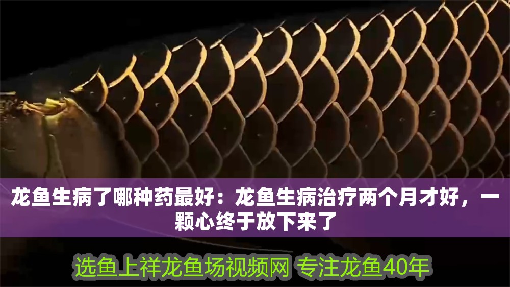 龍魚生病了哪種藥最好：龍魚生病治療兩個月才好，一顆心終于放下來了 龍魚生病了哪種藥最好：龍魚生病治療兩個月才好，一顆心終于放下來了 龍魚百科 第1張