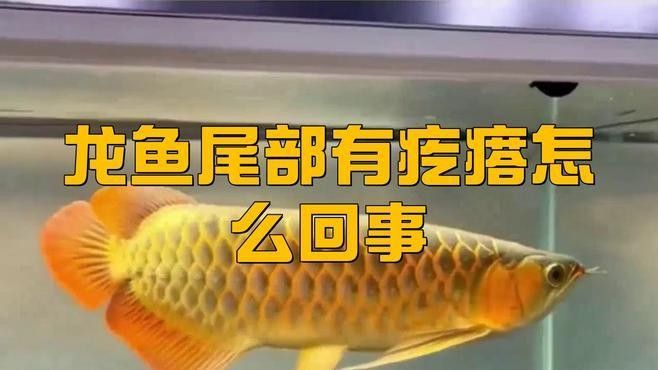 龍魚尾巴上有白色疙瘩怎么治好 龍魚尾巴上有白色疙瘩怎么治好 龍魚百科 第2張