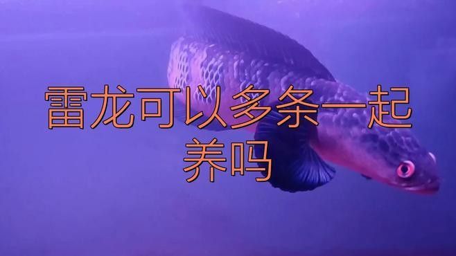 雷龍魚可以混養么