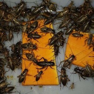 龍魚吃啥能變色啊圖片視頻：龍魚體色變化影響因素 龍魚吃啥能變色啊圖片視頻：龍魚體色變化影響因素 龍魚百科 第4張