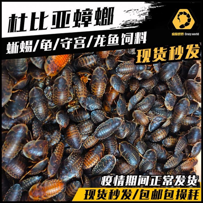 龍魚吃啥能變色啊圖片視頻：龍魚體色變化影響因素 龍魚吃啥能變色啊圖片視頻：龍魚體色變化影響因素 龍魚百科 第1張