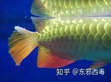 過背金龍魚與黃金龍魚區別