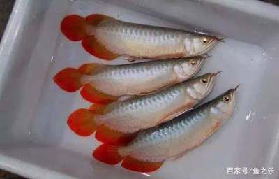 紅龍魚如何挑選好的魚苗：如何挑選好的紅龍魚魚苗