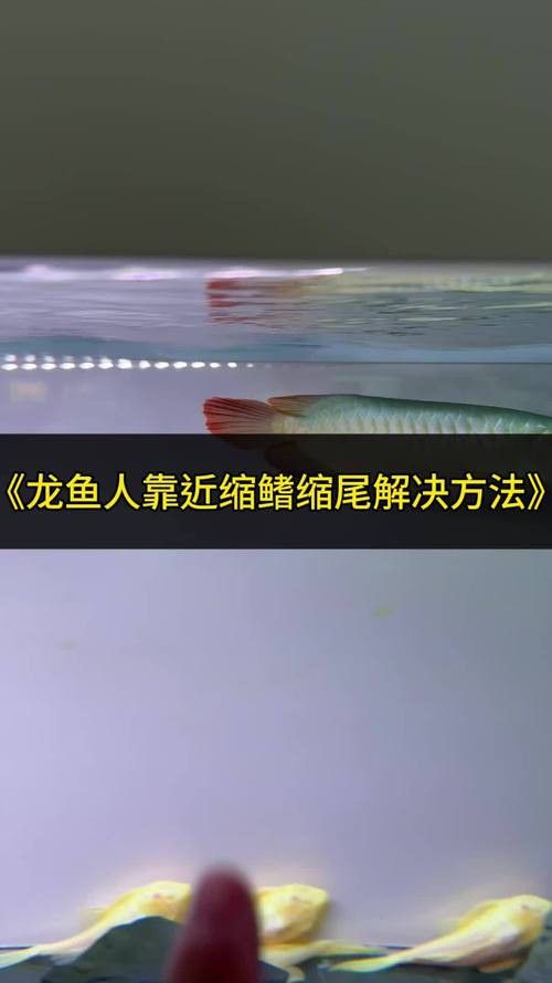 金龍魚掉尾是怎么回事