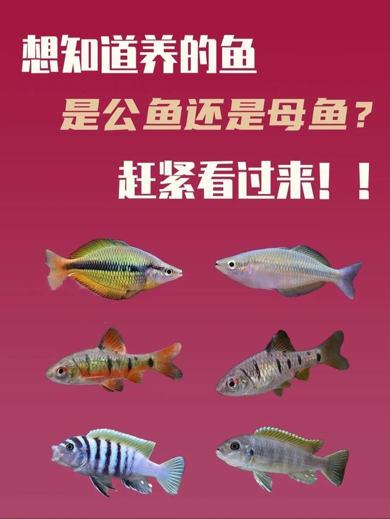 混養伙伴如何選擇體型？
