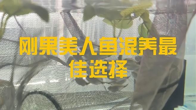 混養伙伴如何選擇體型？
